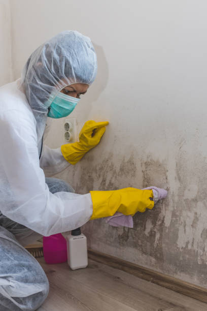 Best Asbestos and Lead Testing During Mold Inspection  in Prudenville, MI