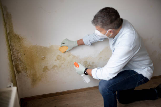 Best Mold Odor Removal Services  in Prudenville, MI