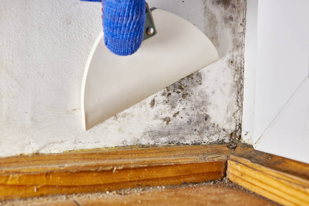 Best Mold Documentation for Insurance Claims  in Prudenville, MI